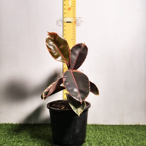 Ficus Belize(Red Ruby) Rubber Plant - Image 2