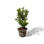 Buxus Microphylla Japonica Dwarf Buxus