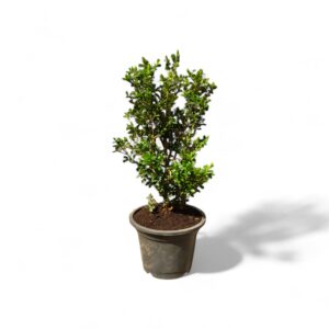 Buxus Microphylla Japonica Dwarf Buxus