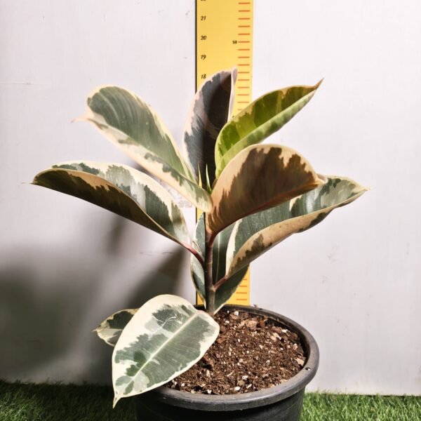 Ficus Elastica Tricolor - Image 3