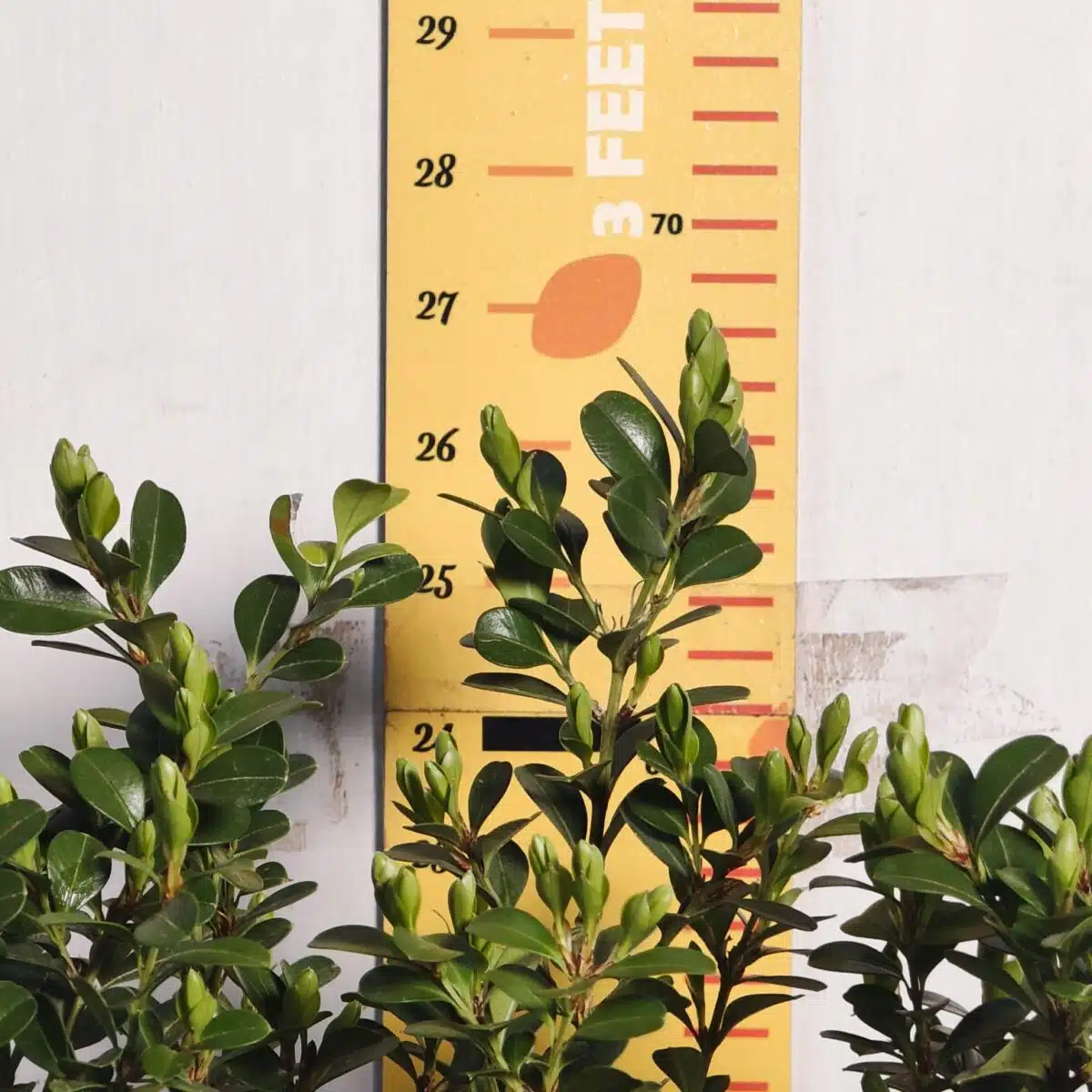 Buxus Microphylla Japonica Dwarf Buxus - Image 6