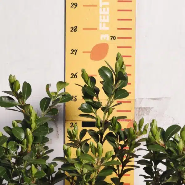 Buxus Microphylla Japonica Dwarf Buxus - Image 6