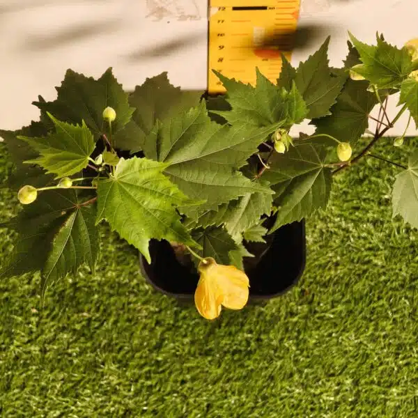 Chinese Lantern Hibiscus (Hibiscus schizopetalus) Yellow Color - Image 8