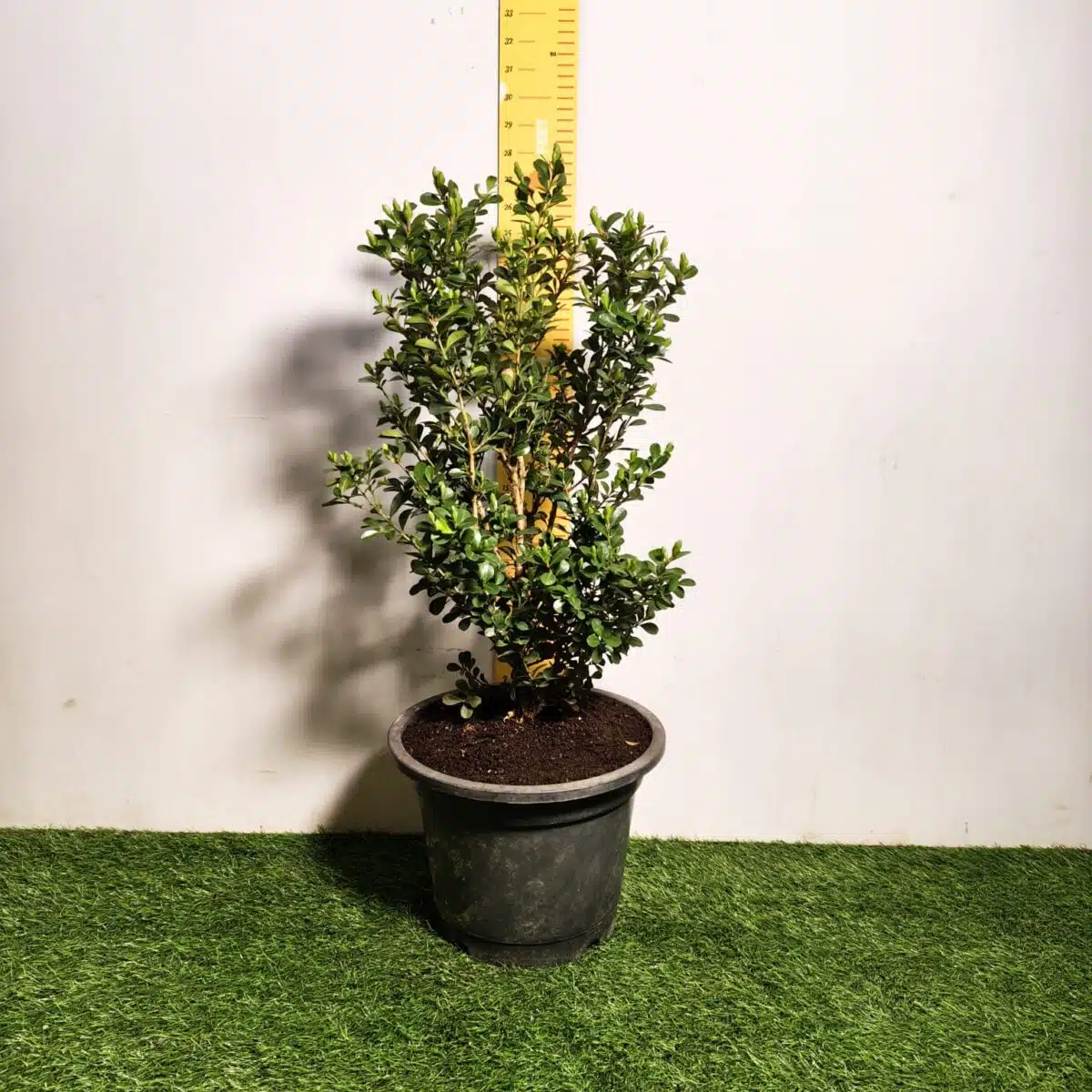 Buxus Microphylla Japonica Dwarf Buxus - Image 2