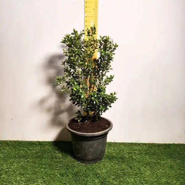 Buxus Microphylla Japonica Dwarf Buxus - Image 2