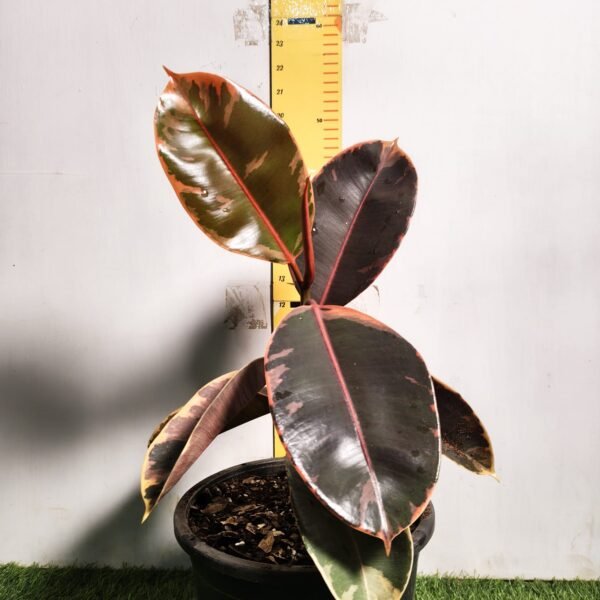 Ficus Belize(Red Ruby) Rubber Plant - Image 3