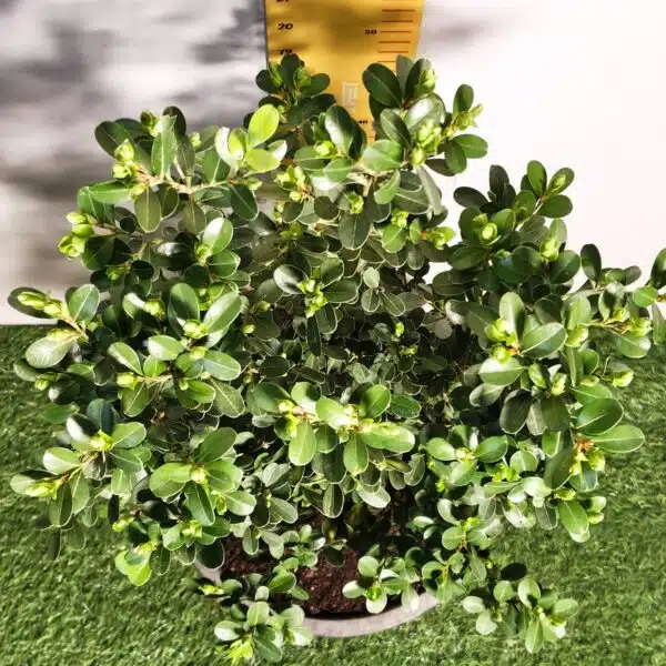 Buxus Microphylla Japonica Dwarf Buxus - Image 11