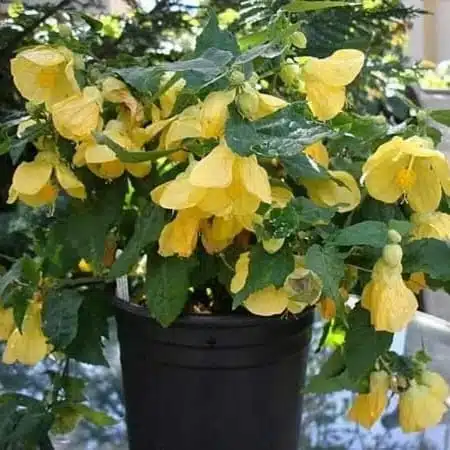 Chinese Lantern Hibiscus (Hibiscus schizopetalus) Yellow Color - Image 10