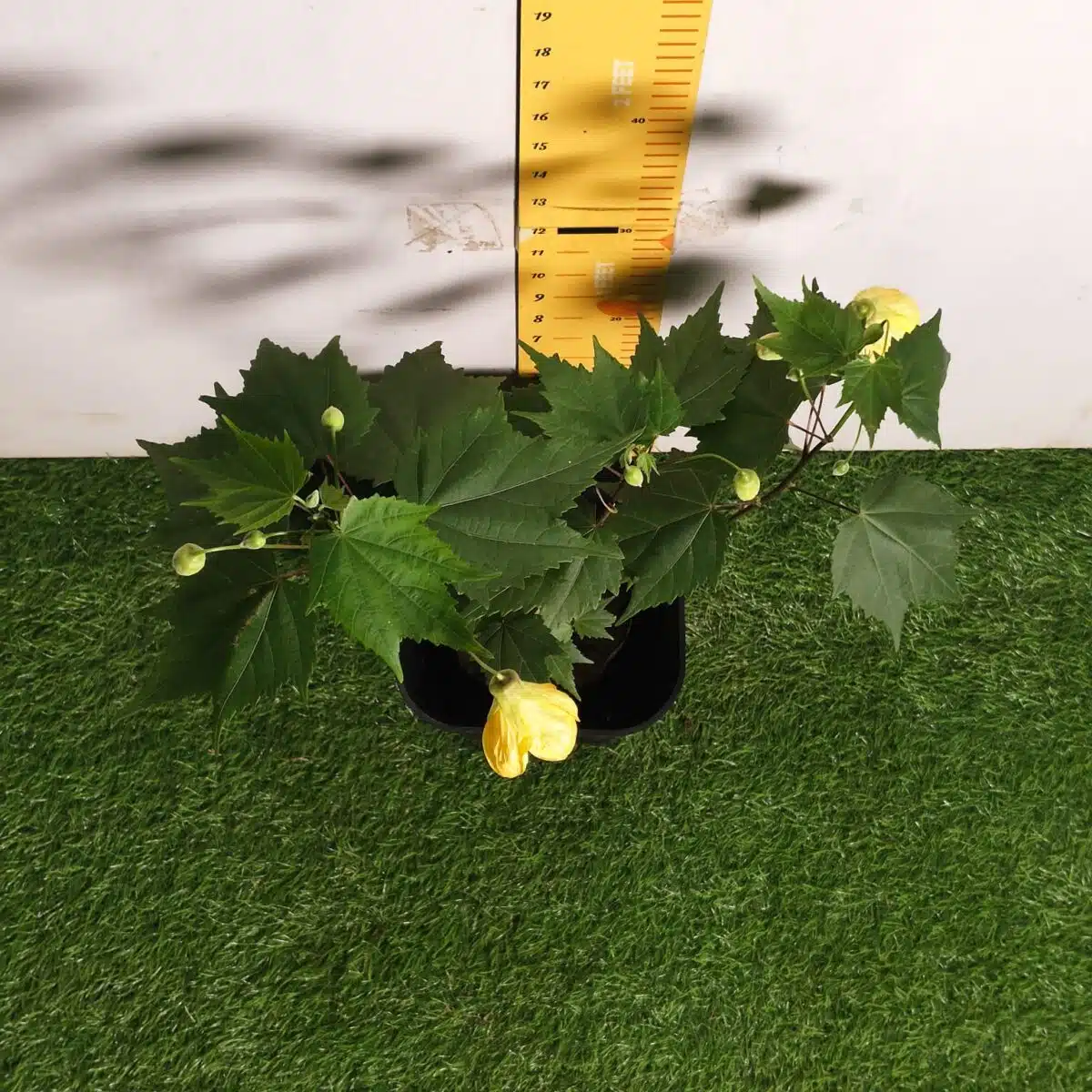 Chinese Lantern Hibiscus (Hibiscus schizopetalus) Yellow Color - Image 7