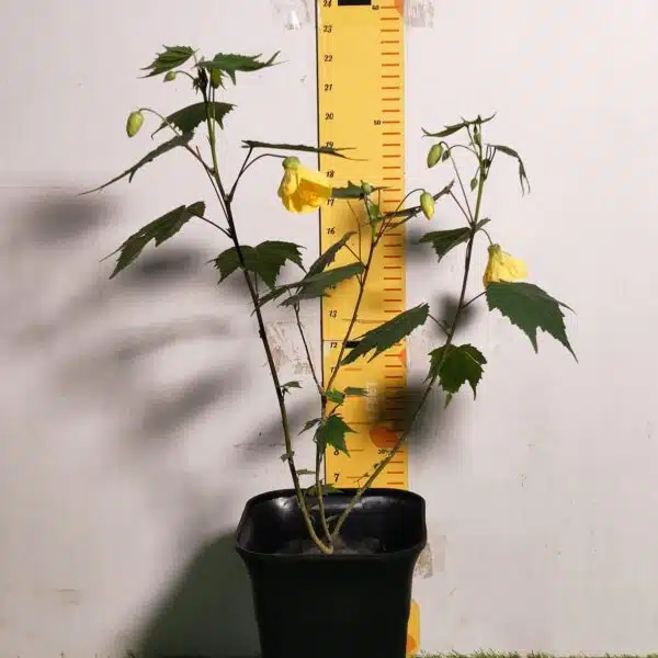 Chinese Lantern Hibiscus (Hibiscus schizopetalus) Yellow Color - Image 3