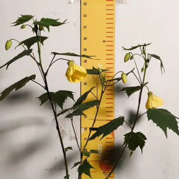 Chinese Lantern Hibiscus (Hibiscus schizopetalus) Yellow Color - Image 4