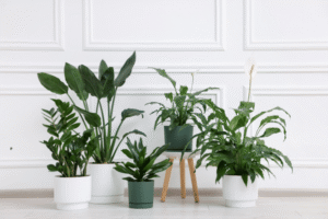 Vastu-Friendly Plants That Bring Positivity, Peace, and Prosperity to Your Home