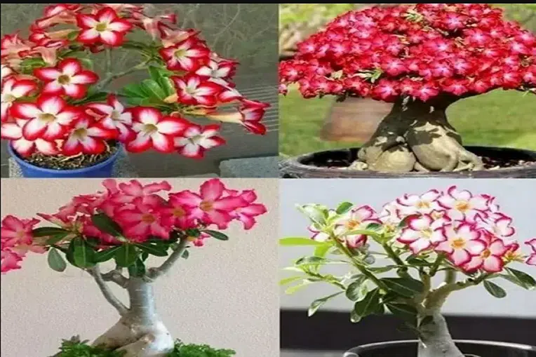 Indoor Plants For Office