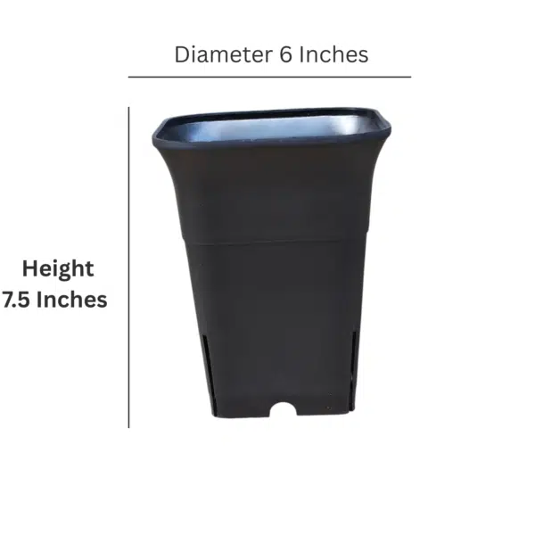 Square Tall 6 Inches (Diameter)/ (Height) 7.5 Inches - Image 11