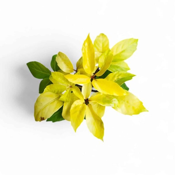 Golden Brassia ‘Schefflera actinophylla Amate Soleil’ – Umbrella Tree plant
