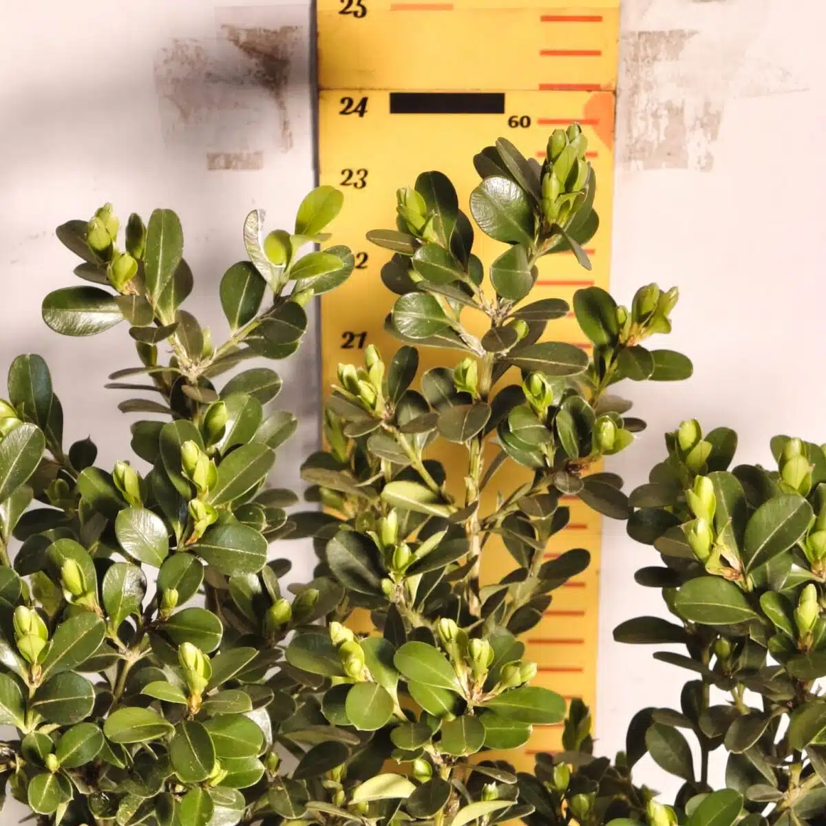 Buxus Microphylla Japonica Dwarf Buxus - Image 5