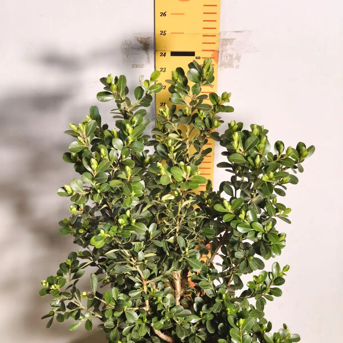 Buxus Microphylla Japonica Dwarf Buxus - Image 4