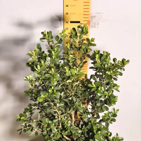 Buxus Microphylla Japonica Dwarf Buxus - Image 4