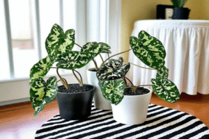 Best Site to Buy Plants Online India with Fast Delivery & Great Prices