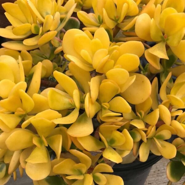 Crassula Ovata (Hummel's Sunset) - Image 2