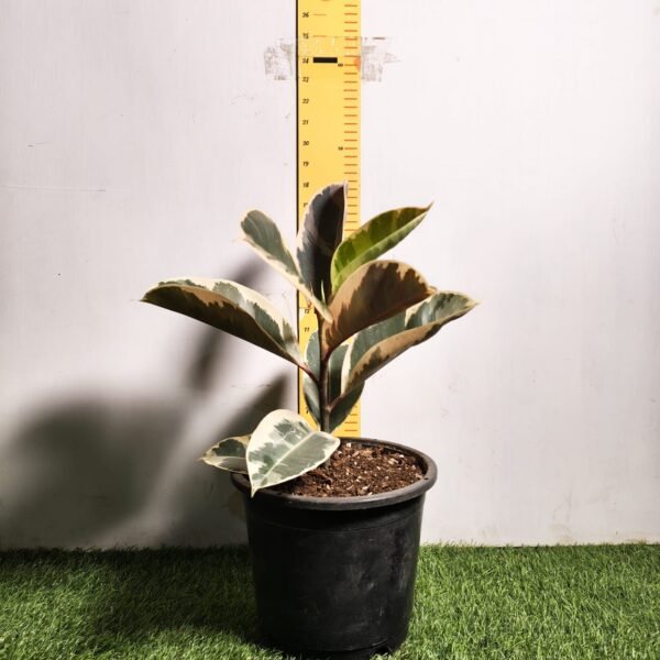 Ficus Elastica Tricolor - Image 2