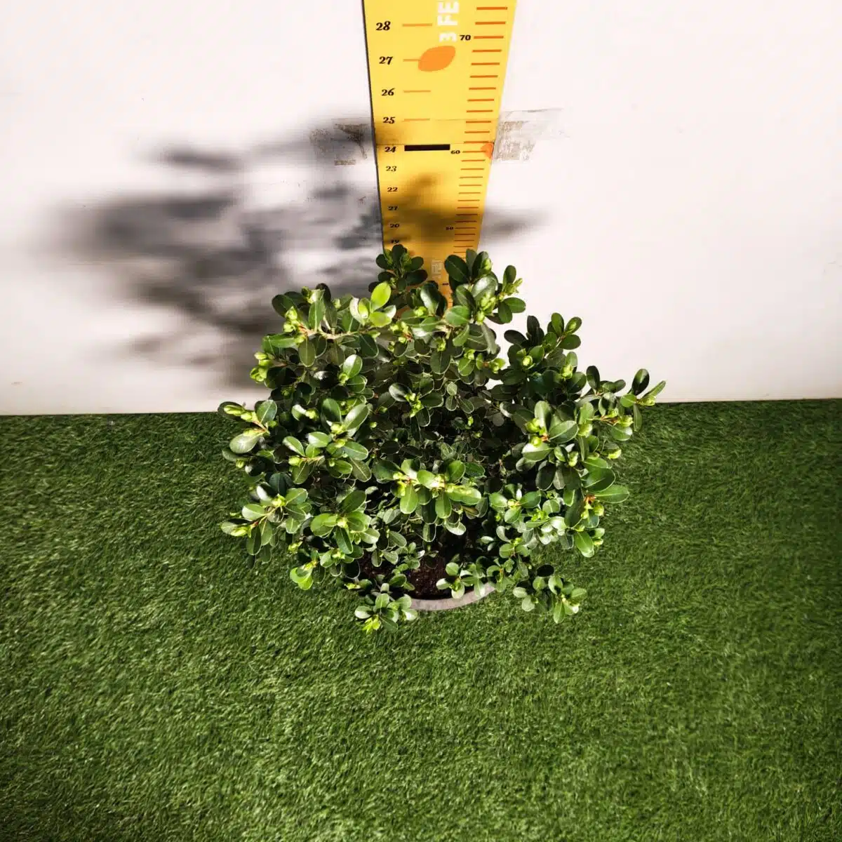 Buxus Microphylla Japonica Dwarf Buxus - Image 10