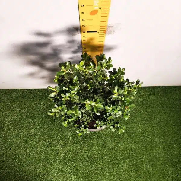 Buxus Microphylla Japonica Dwarf Buxus - Image 10