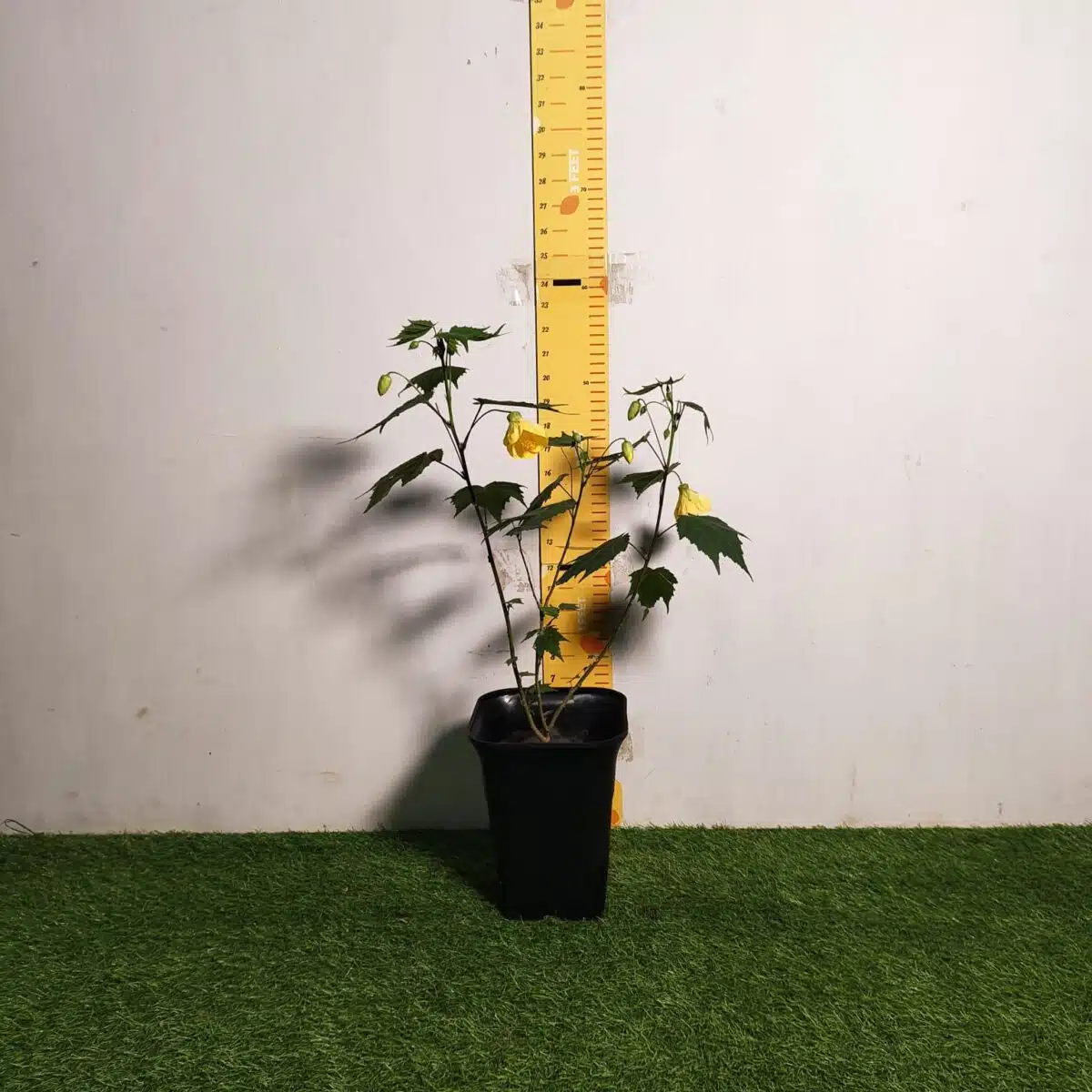 Chinese Lantern Hibiscus (Hibiscus schizopetalus) Yellow Color - Image 2