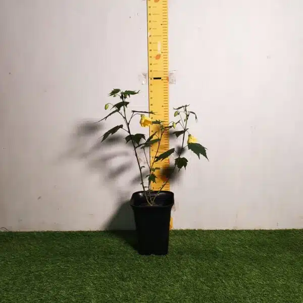 Chinese Lantern Hibiscus (Hibiscus schizopetalus) Yellow Color - Image 2