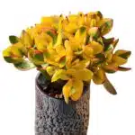 Crassula Ovata (Hummel's Sunset)