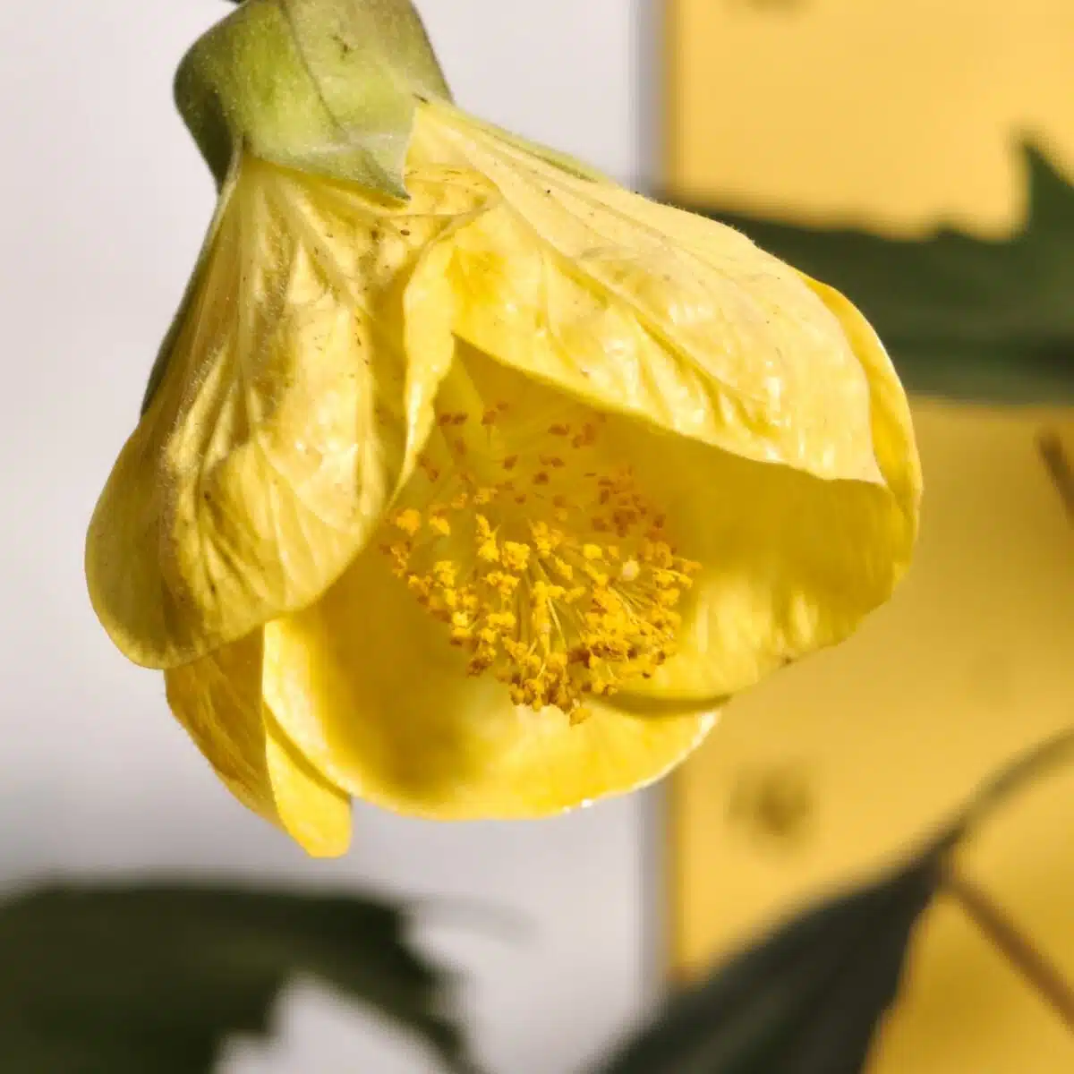 Chinese Lantern Hibiscus (Hibiscus schizopetalus) Yellow Color - Image 6