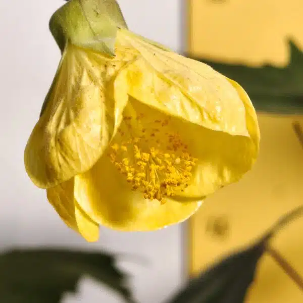 Chinese Lantern Hibiscus (Hibiscus schizopetalus) Yellow Color - Image 6
