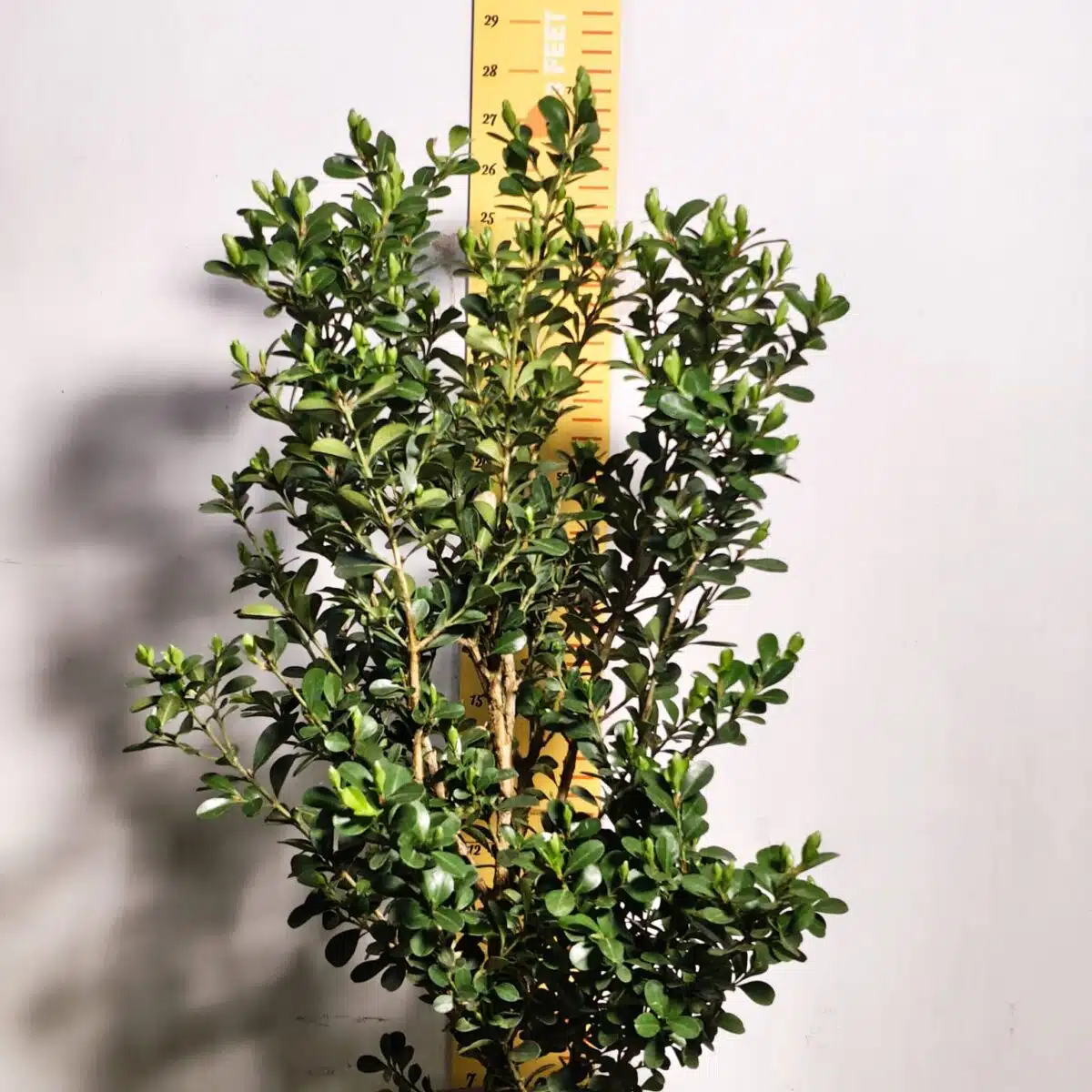 Buxus Microphylla Japonica Dwarf Buxus - Image 3