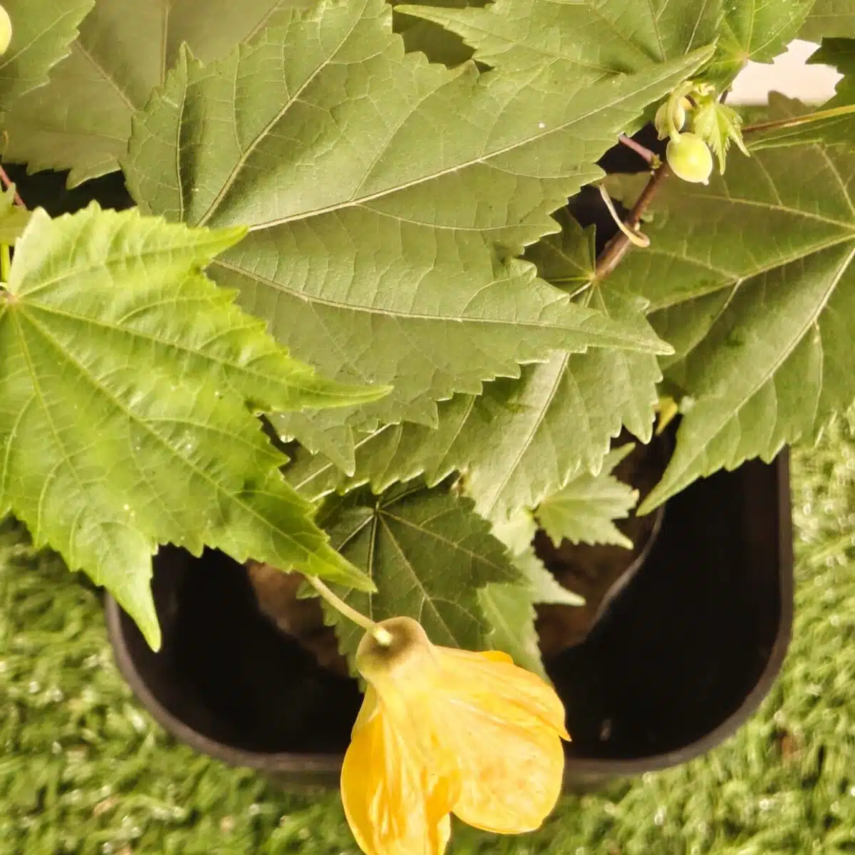 Chinese Lantern Hibiscus (Hibiscus schizopetalus) Yellow Color - Image 9