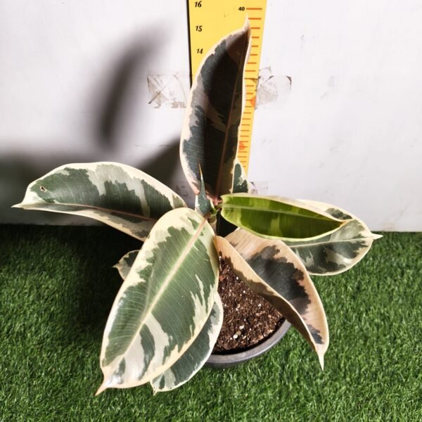 Ficus Elastica Tricolor - Image 4