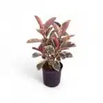 Ficus Elastica Tricolor