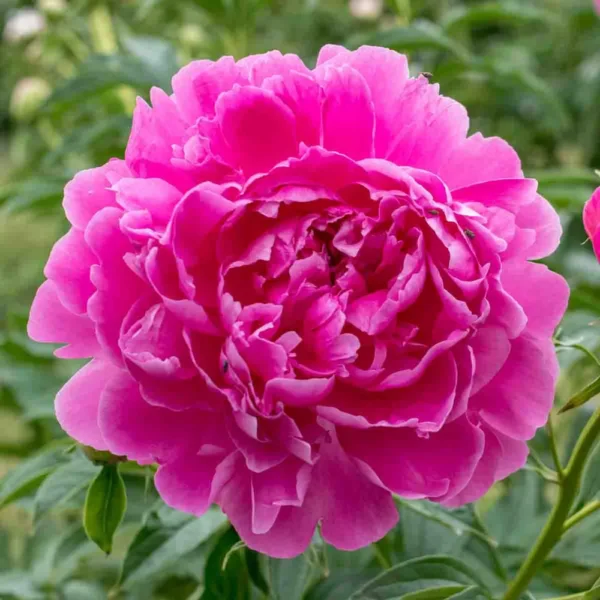 Peony (Paeonia lactiflora) random color - Image 2