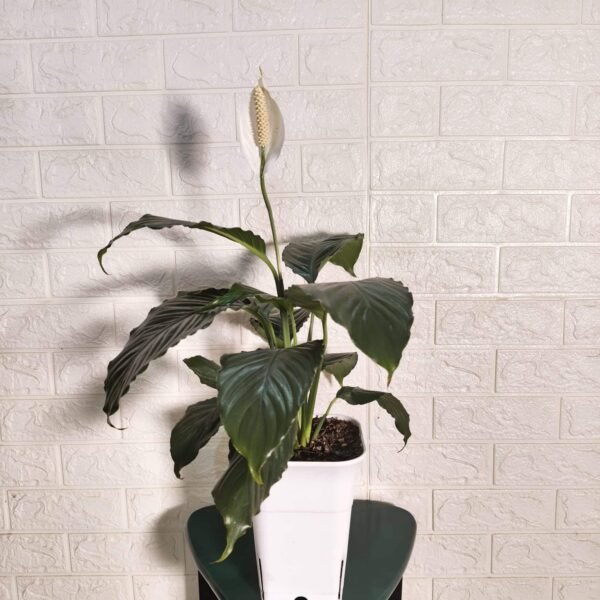 Peace Lily New - Image 3