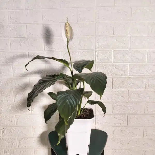 Peace Lily New - Image 3