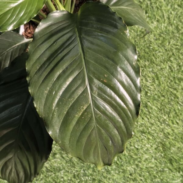 Peace Lily New - Image 9