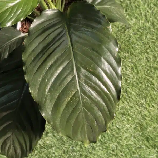 Peace Lily New - Image 9