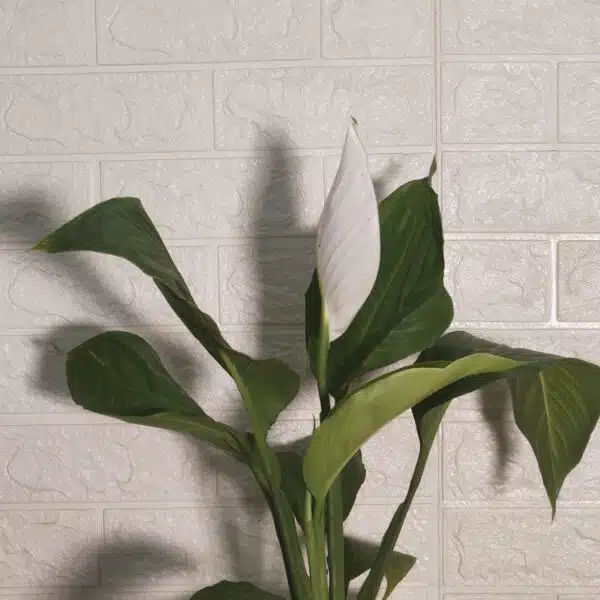 Peace Lily Thai - Image 6