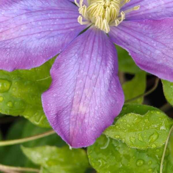 Clematis - Image 4