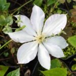 Clematis with light pink border