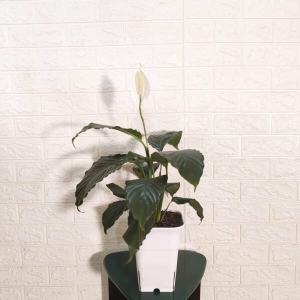 Peace Lily New - Image 2