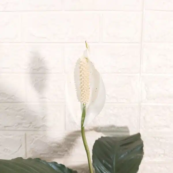 Peace Lily New - Image 7