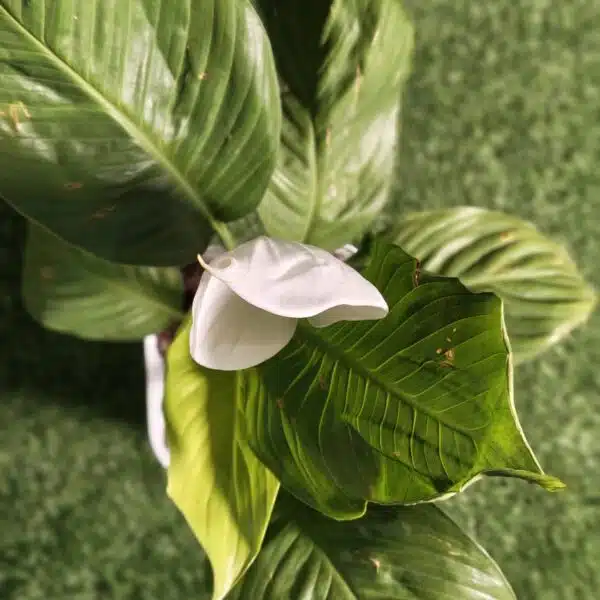 Peace Lily Thai - Image 8