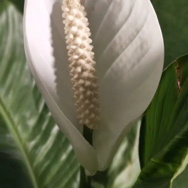 Peace Lily Thai - Image 12