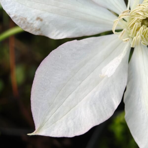 Clematis with light pink border - Image 5
