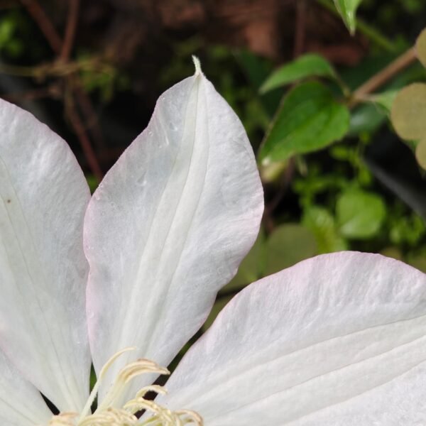 Clematis with light pink border - Image 4